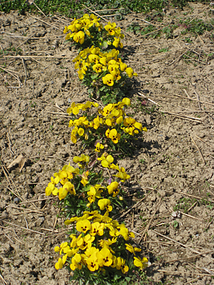 pansy mulched